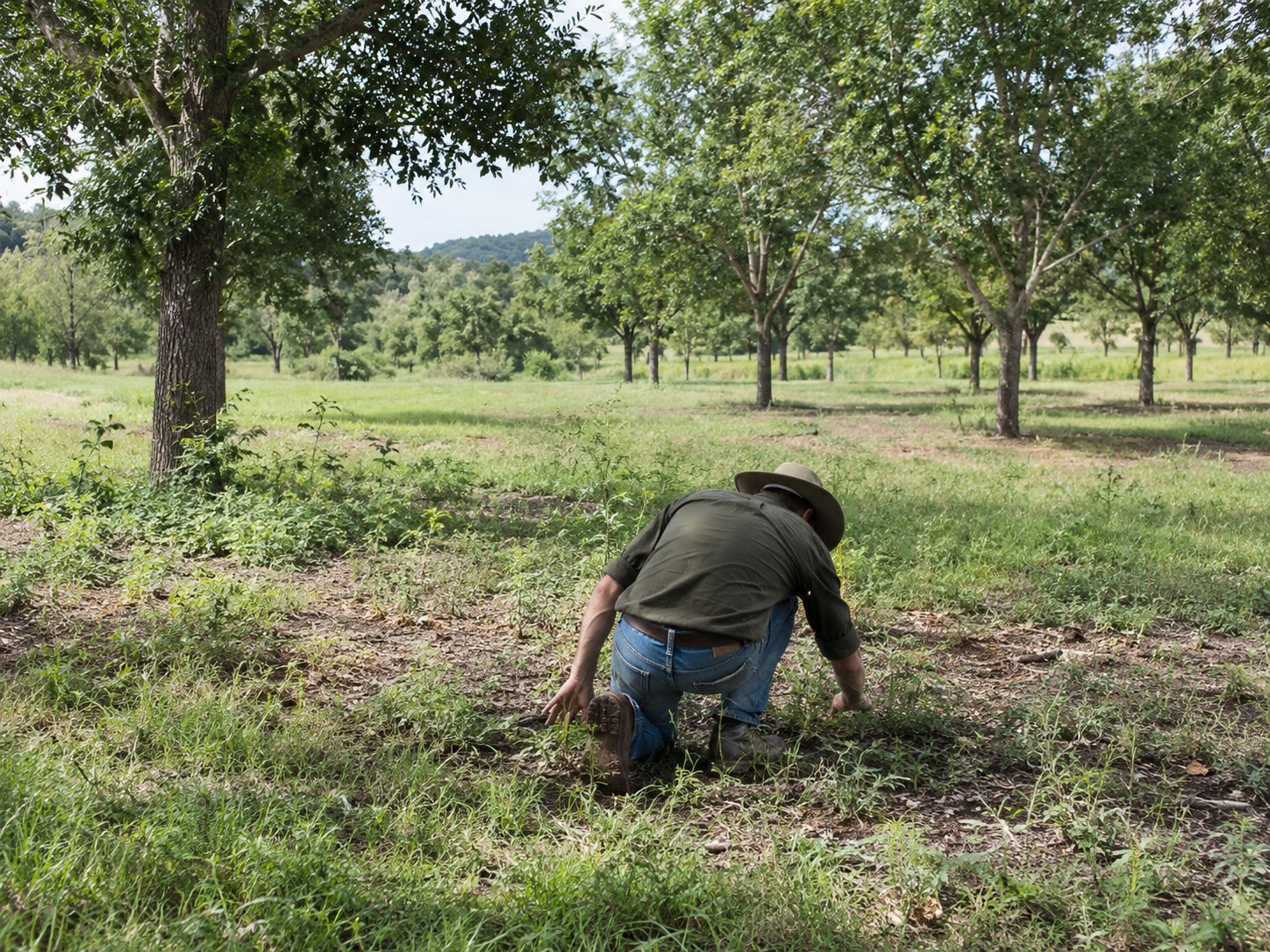 A producer checking ground cover in a pecan grove
