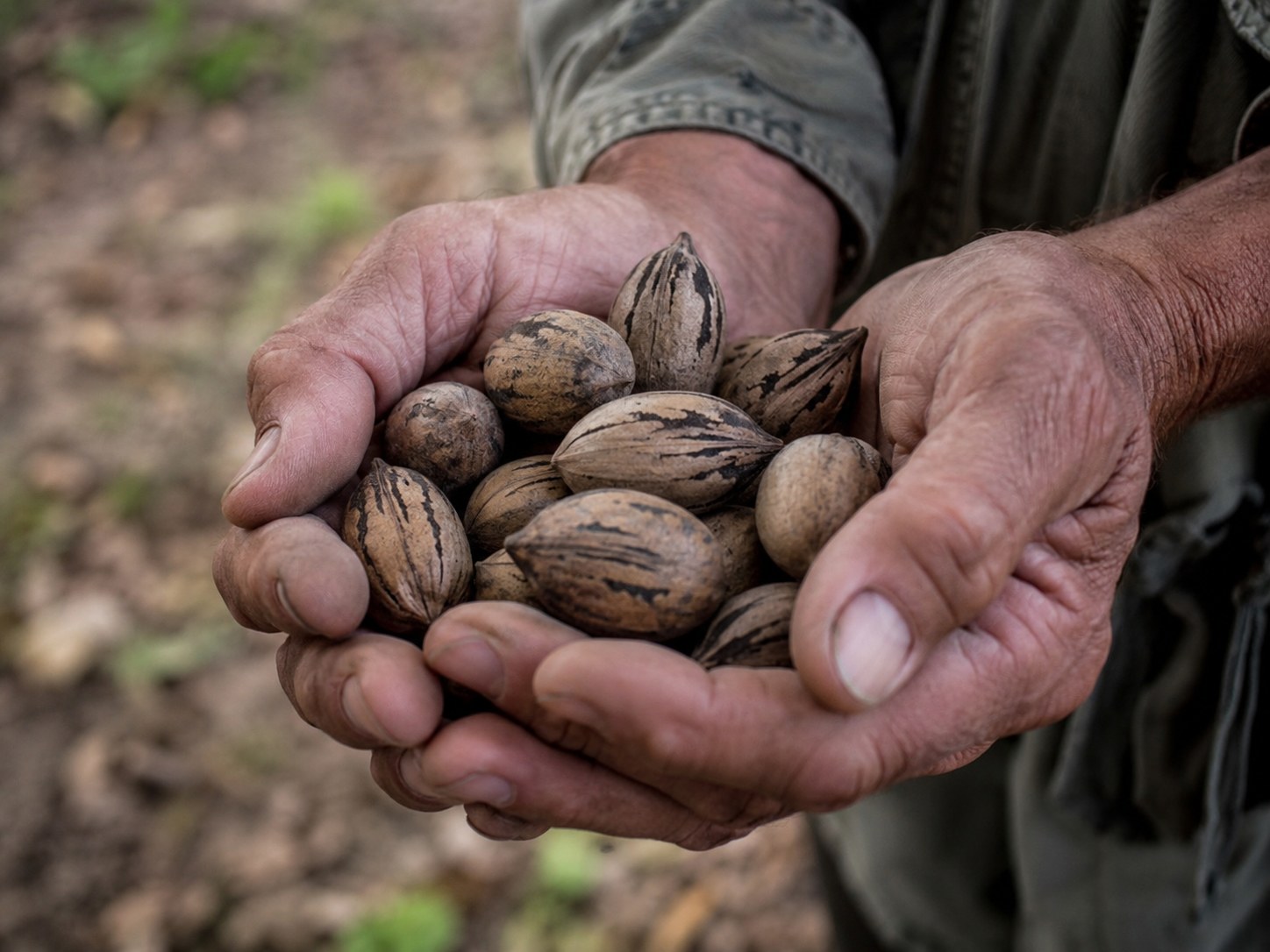 A producer harvesting by hand
