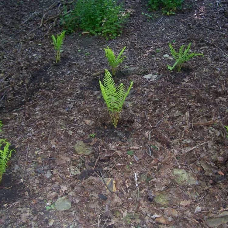 Young ferns planted by a Landforce crew