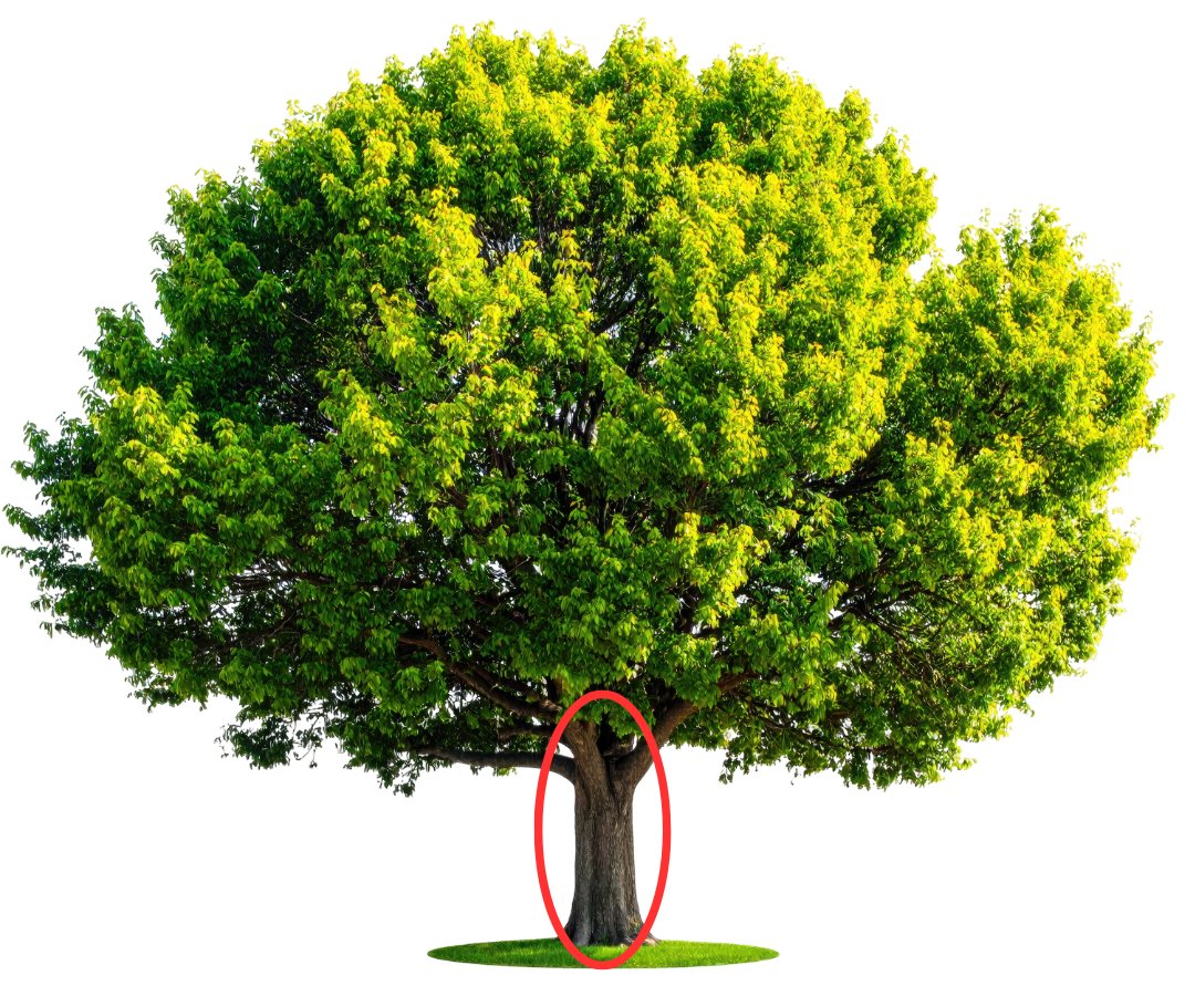 Illustration of a full, leafy tree with the lowest section of its trunk, the butt log, circled in red