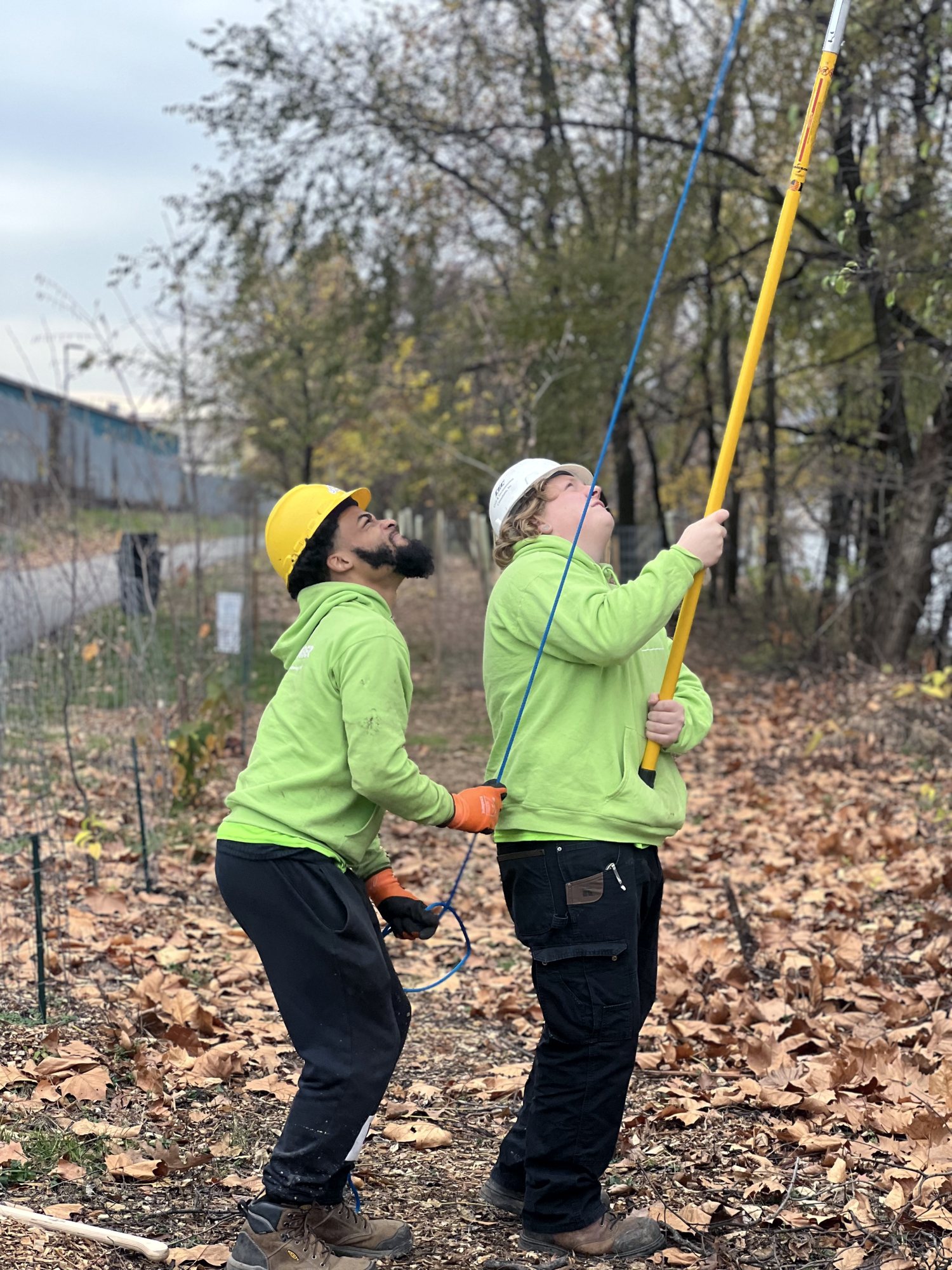 Two crew members in green Landforce shirts and hard hats reach into a young tree with a long pole pruner