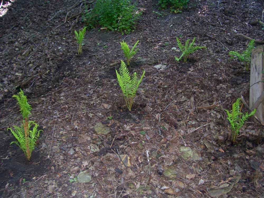 Newly planted ferns in fresh mulch on a hillside at Emerald View Park