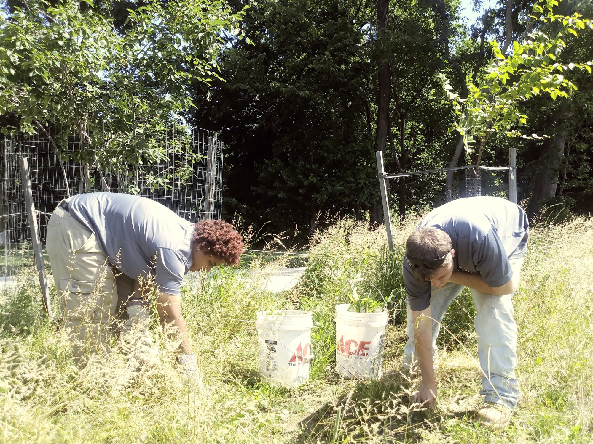 Two crew members bend to pull invasive plants from tall grass along a fence, white buckets beside them