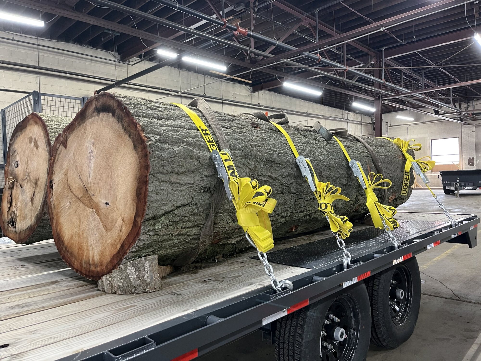 Two large recovered log sections held down by yellow ratchet straps on a flatbed trailer indoors