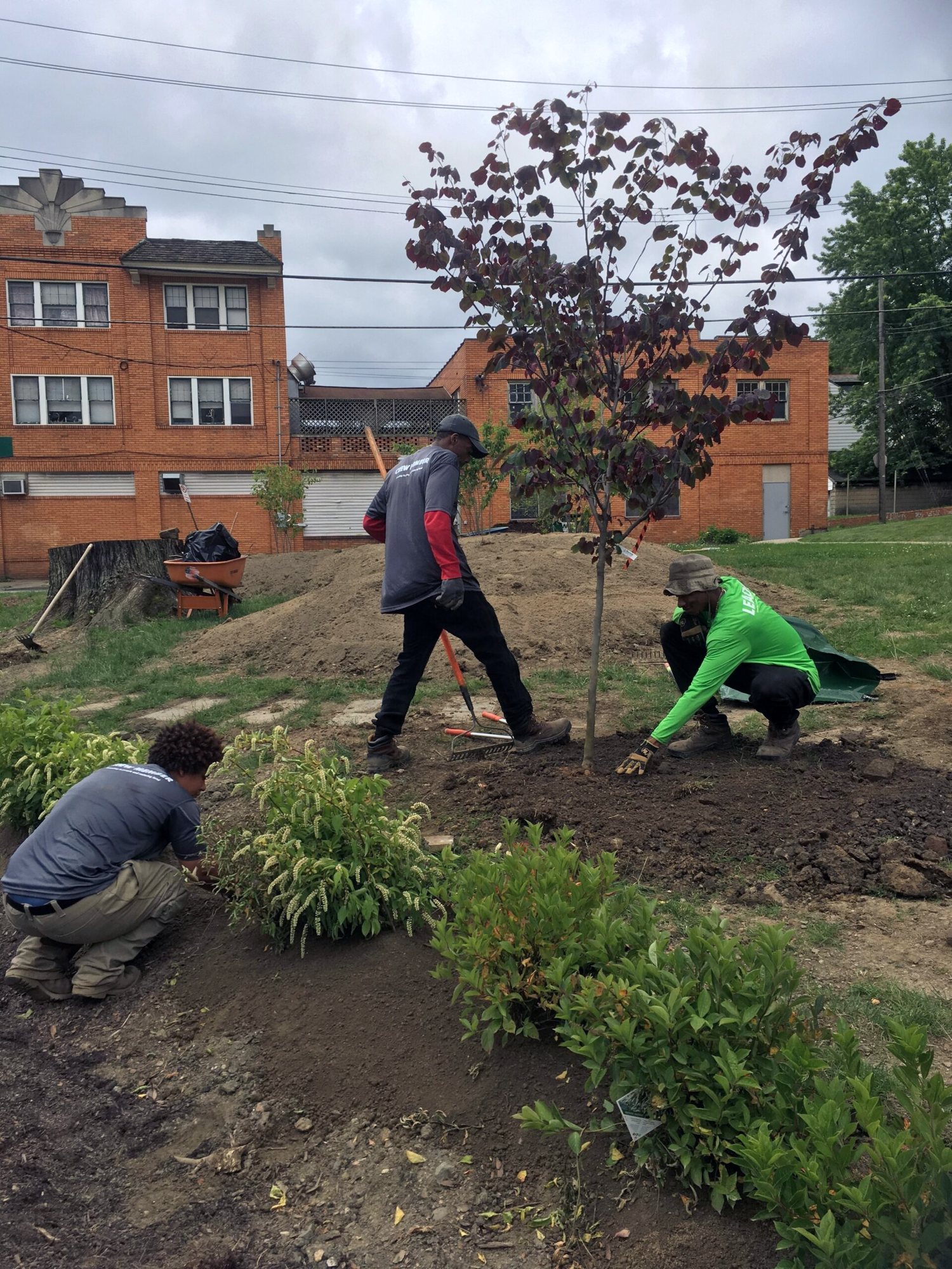 Crew members plant a small tree and shrubs in a new rain garden bed in front of a brick apartment building