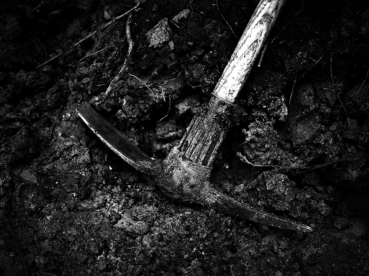 Close-up of a Pulaski tool head in dark soil